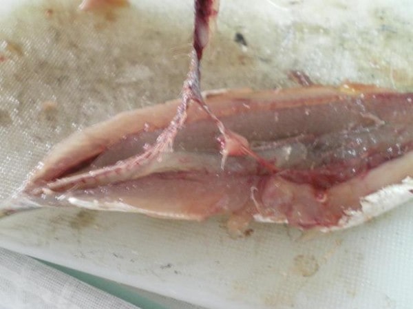 filleting gavros