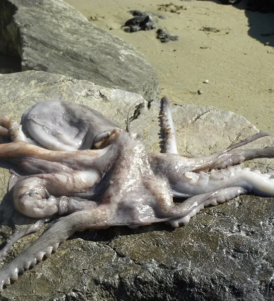 Χταπόδι: Πώς Καθαρίζεται και Μαγειρεύεται