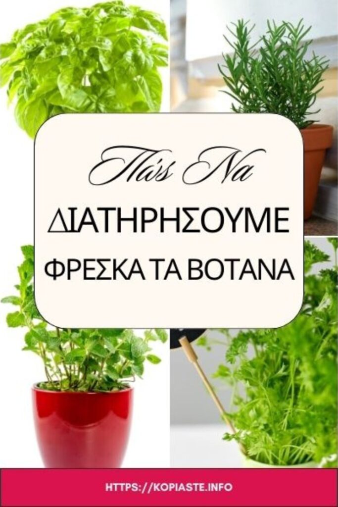 Κολάζ Πώς Να διατηρήσουμε φρέσκα τα βότανα εικόνα
