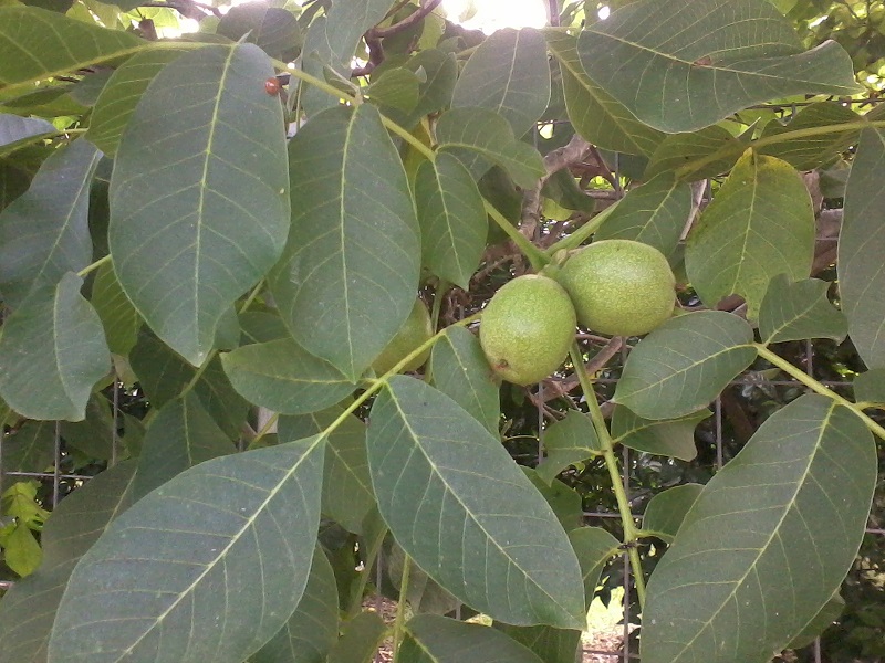 Karydaki - Green walnuts photo