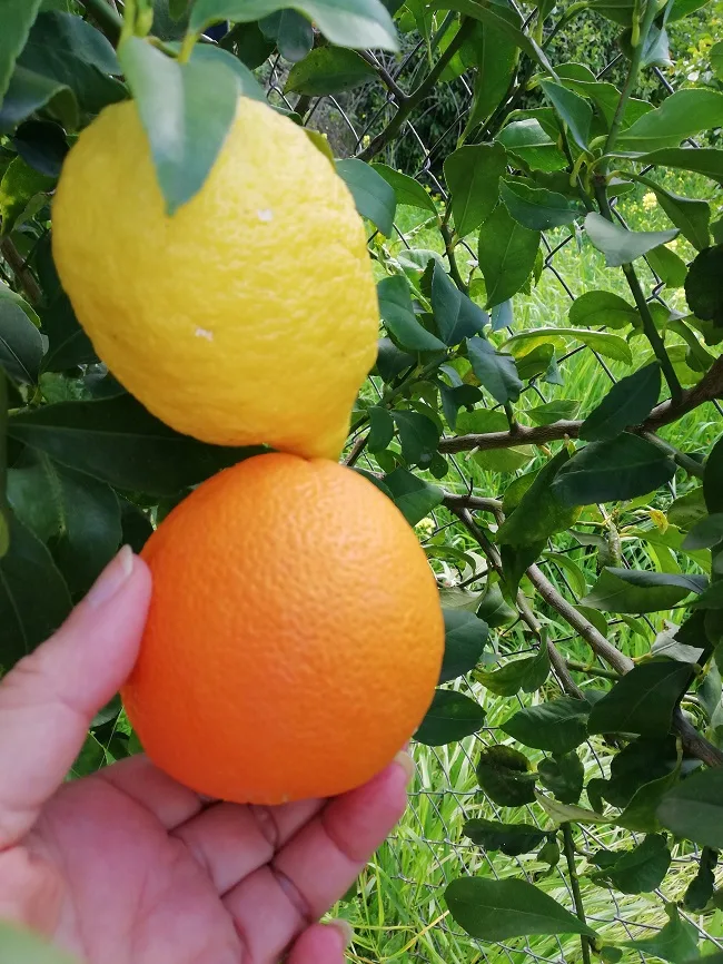 Σύγκριση των λεμονιών μας με πορτοκάλι εικόνα