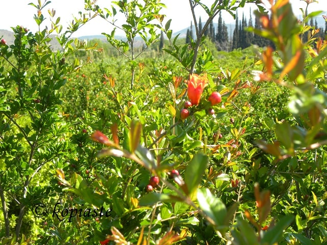 pomegranate blossoms