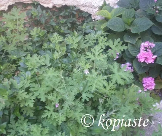 Αρμπαρόριζα και Πώς μπορούμε να τη χρησιμοποιήσουμε