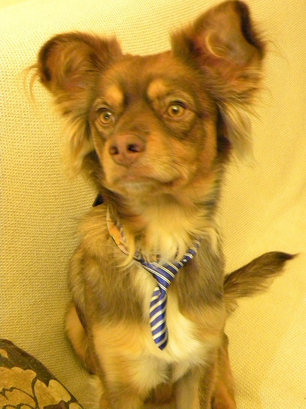 Τούρτα Καρότου - Σκύλος με γραβάτα