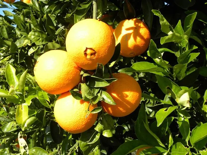Πορτοκάλια στο δένδρο