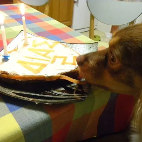 Κέικ Σκύλου με Μήλο, Μπανάνα και Ελαιόλαδο