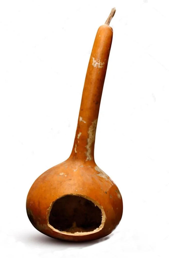 κρασοκολόκα εικόνα