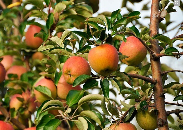 Μήλα Τριπόλεως Golden Russet εικόνα