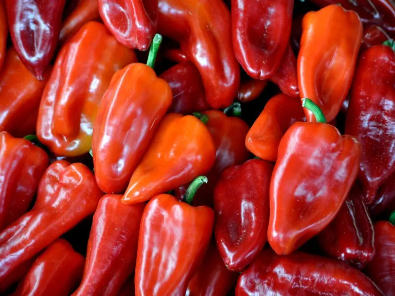 Κόκκινες πιπεριές Φλωρίνης εικόνα