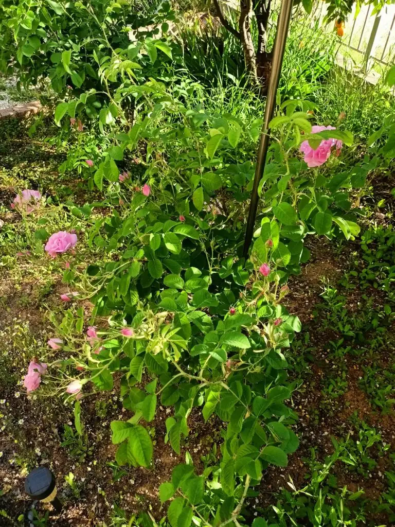 &Eta; &Delta;&alpha;&mu;&alpha;&sigma;&kappa;&eta;&nu;ή &mu;&omicron;&upsilon; &epsilon;&iota;&kappa;ό&nu;&alpha;